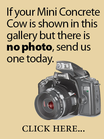 If your Mini Concrete Cow is shown in this gallery but there is no photo, send us one today. Click here...