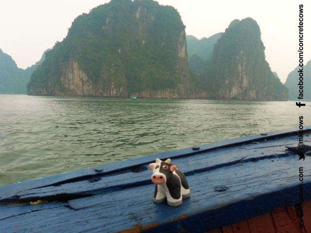 The first Mini Concrete Cow to be registered in China